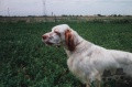 Setter Anglais RADENTIS BOSS